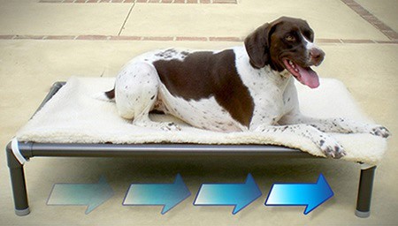 Elevated Kuranda dog beds allow air circulation