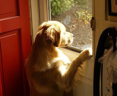 Dog at the door