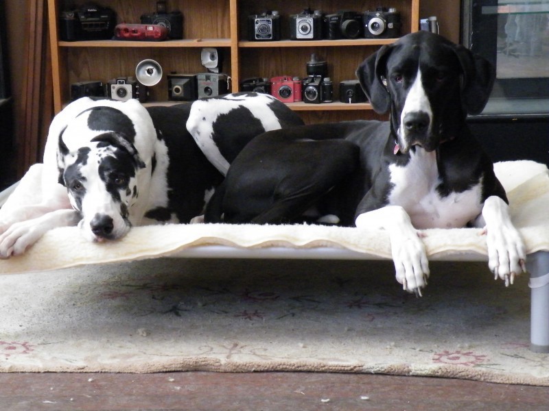 Great dane bed size best sale