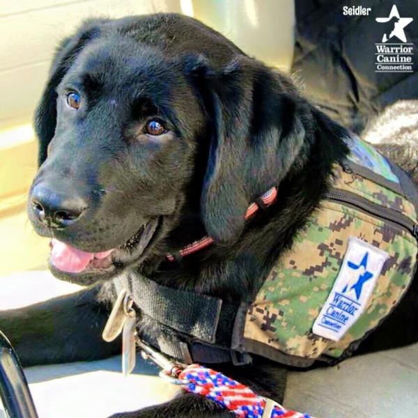 wounded warrior puppy cam