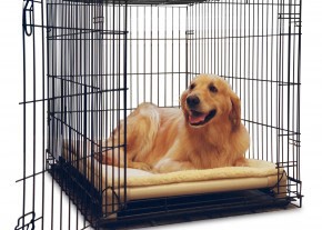 A Kuranda Crate Bed