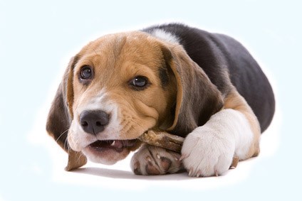 A Beagle Dog