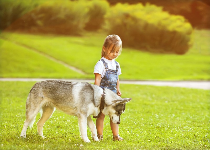 Dogs playing with store kids