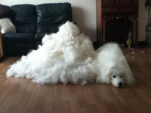 great pyrenees shedding