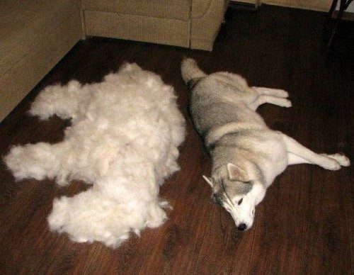 Puppy shedding hair hotsell