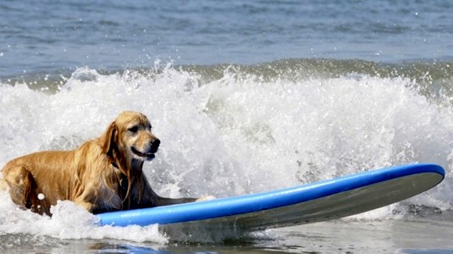 Surfing Dog