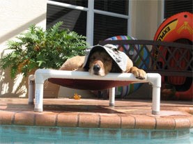 Dog on a Kuranda Bed by the pool