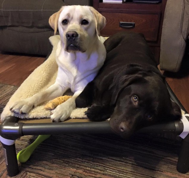 https://cdn8.bigcommerce.com/s-l3mkx1un84/content/img/blog/400-0-sharing-a-kuranda-dog-bed.jpg