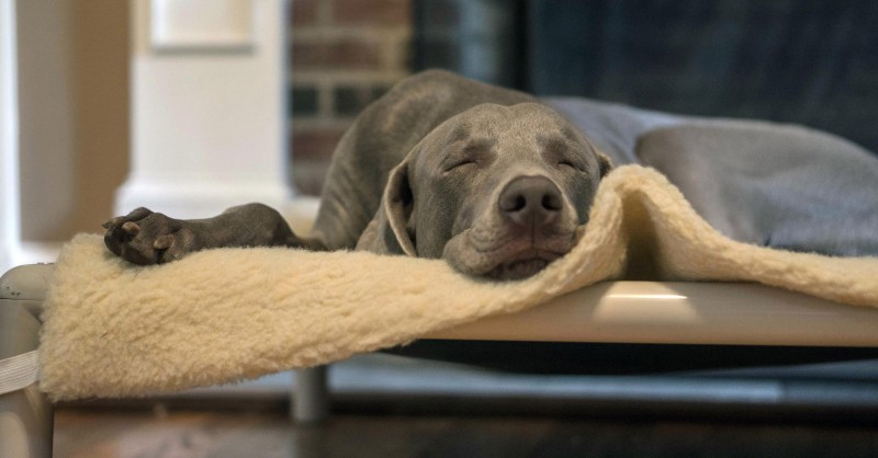 How to Build a Comfortable Dog Bed with a Cozy Blanket