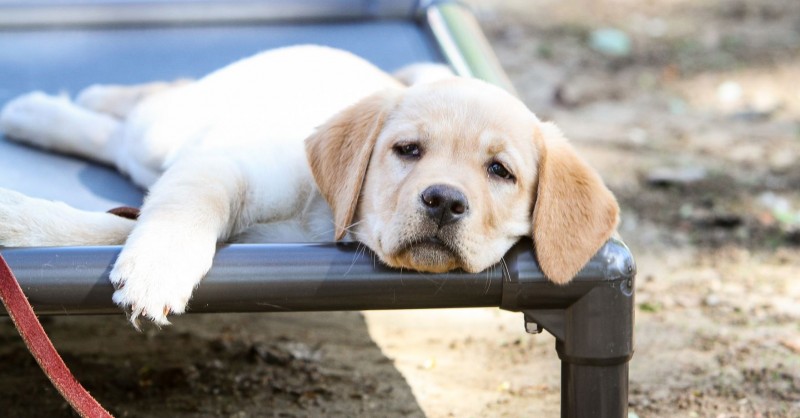 How to get a dog to sleep in hotsell a new bed