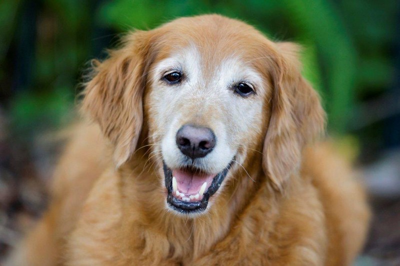 The face of a senior dog