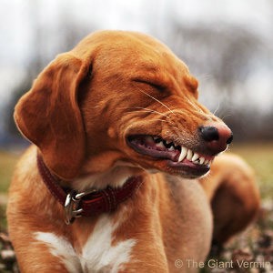 A dog shows teeth