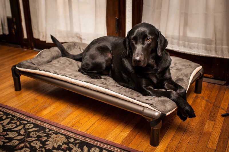 Keeping dog best sale hair off couch