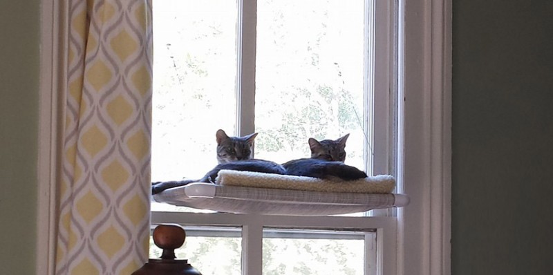 Two Cats on a Kuranda Kitty Cot