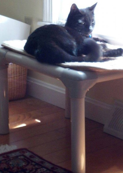 A Cat Rests on a Kuranda Cat Bed