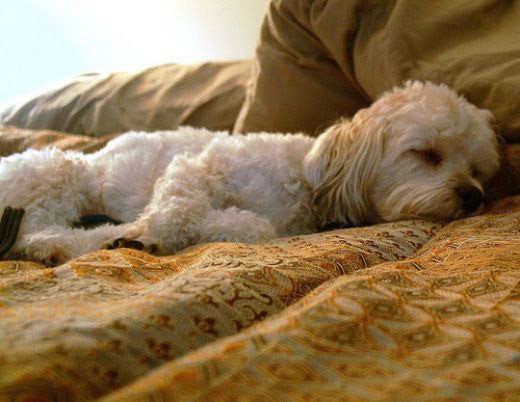 should-your-dog-sleep-on-your-bed-kuranda-dog-beds