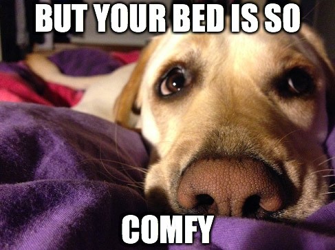 Dog comfy on a people bed