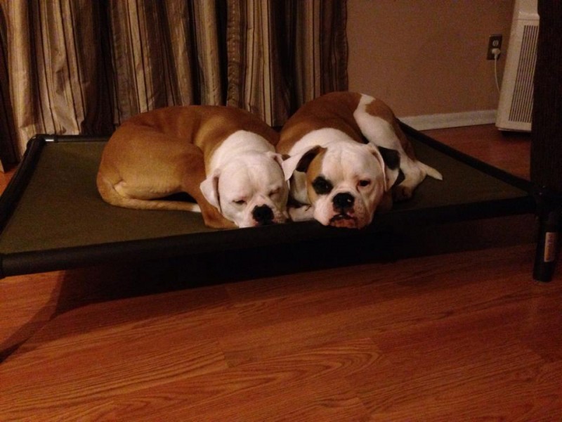 Two bulldogs resting together on an elevated dog bed.