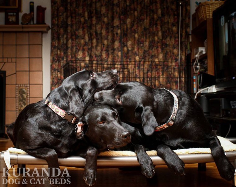 Three black Labradors lounging on a single elevated dog bed.