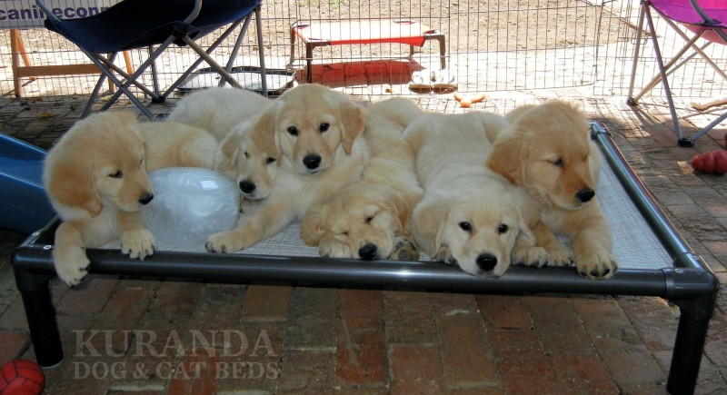 A group of Golden Retriever puppies resting on an elevated dog bed.