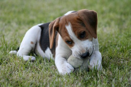 A Puppy At Play
