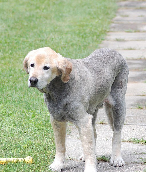 Dog Haircuts