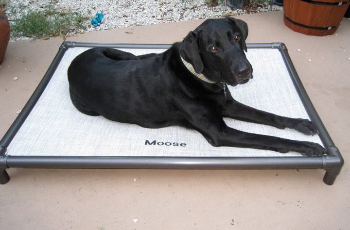 Dog Beds for incontinent dogs