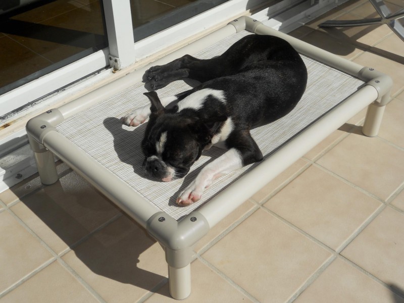 mesh fabric makes for easier cleaning with incontinent pets