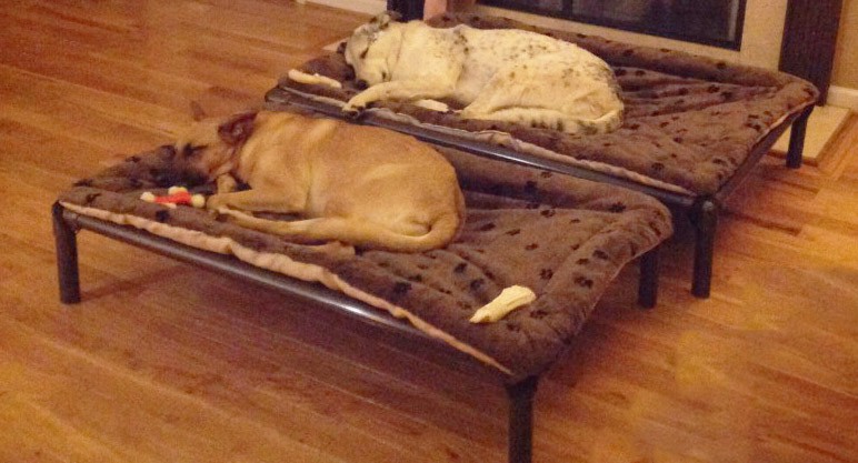 Dogs resting on a Kuranda bed