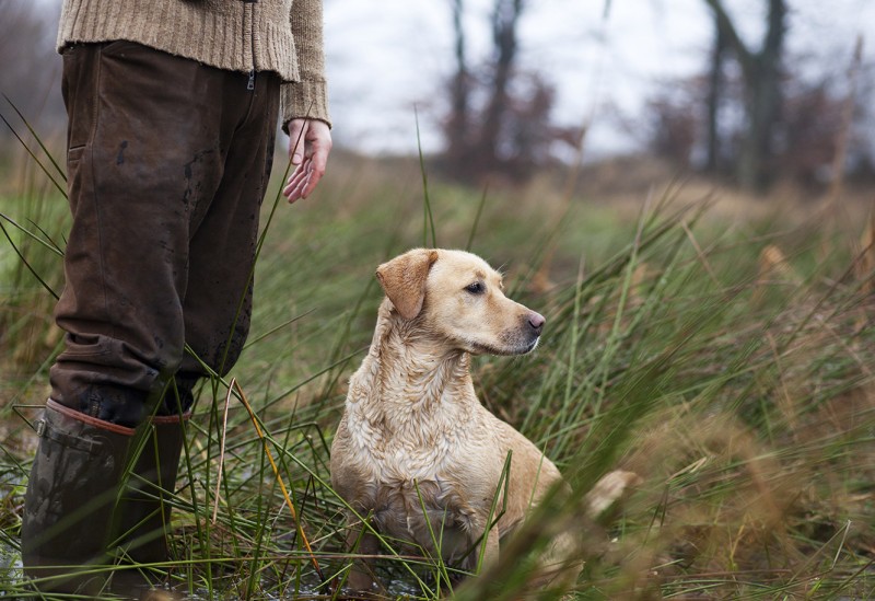 do gun dogs make good pets