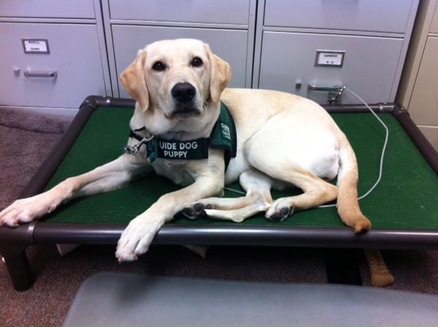 Service Dog on a Kuranda bed