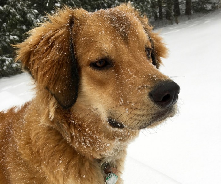 Dog in the snow