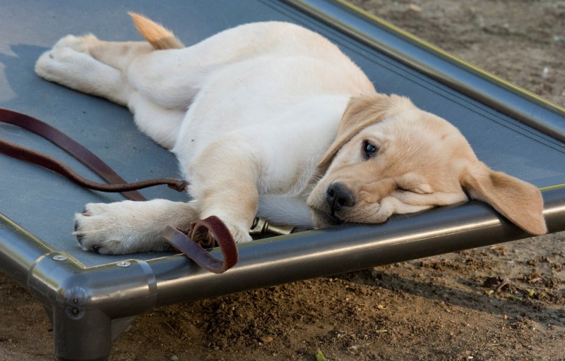 A Dog Waiting for Something to do