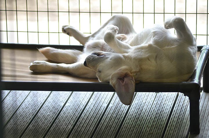 Resting after a busy day at doggie daycare