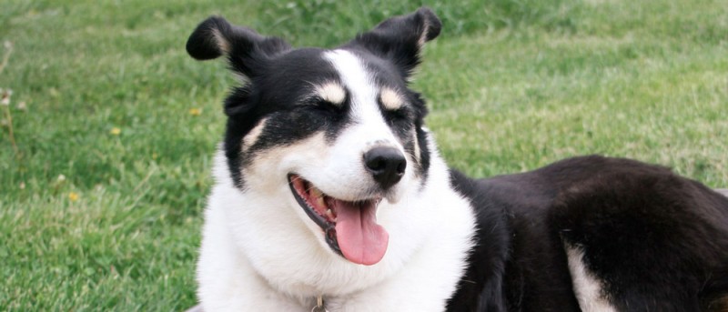 Border Collies are a lively intelligent breed