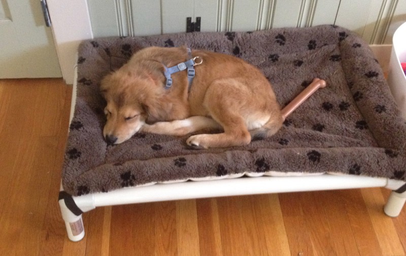 A puppy on a Kuranda Bed