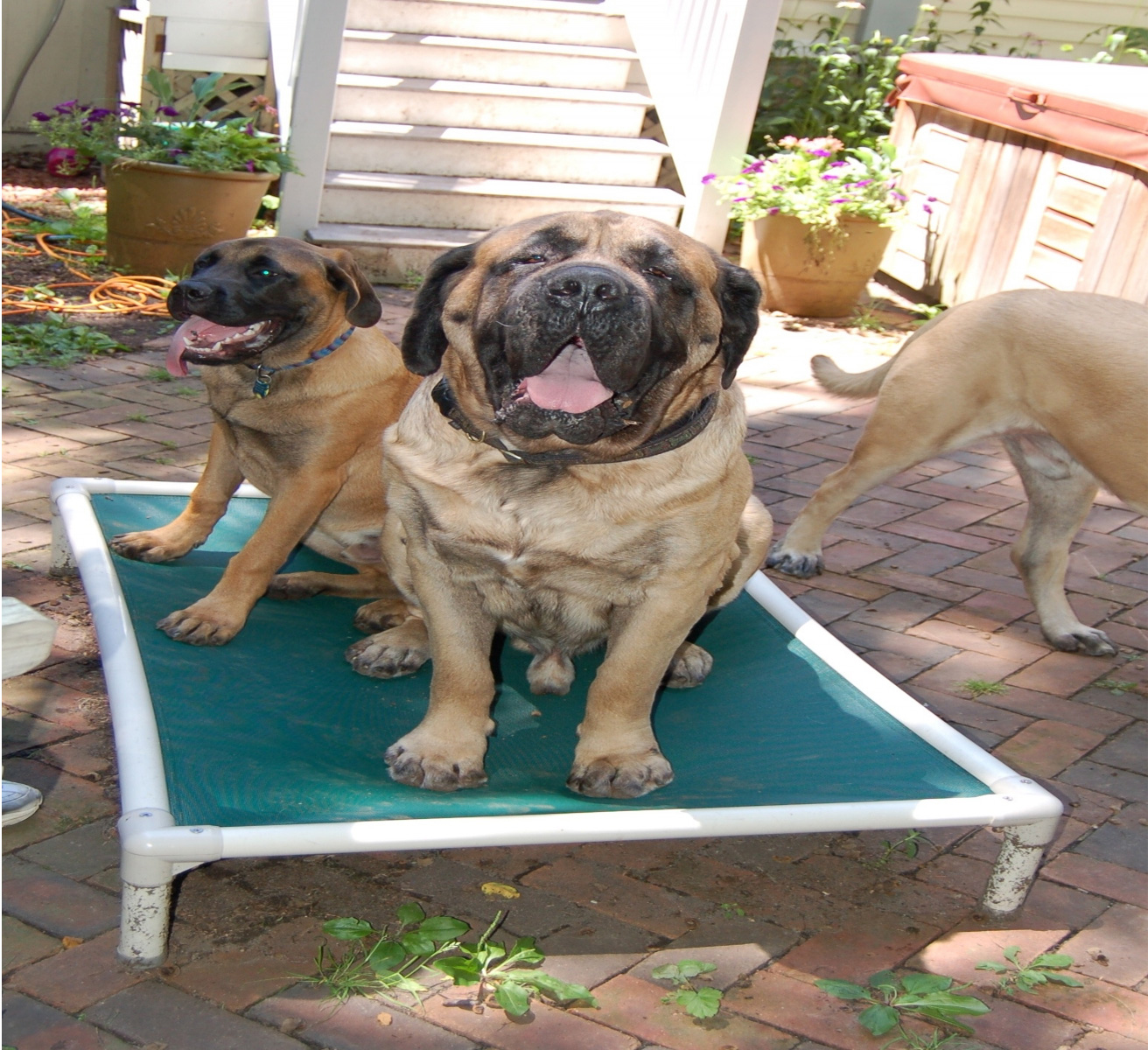 Mastiff Dog Beds | Kuranda Dog Beds®