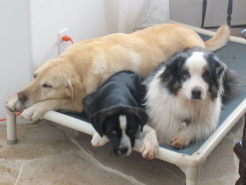 Border Collie Dog Beds Kuranda Dog Beds®