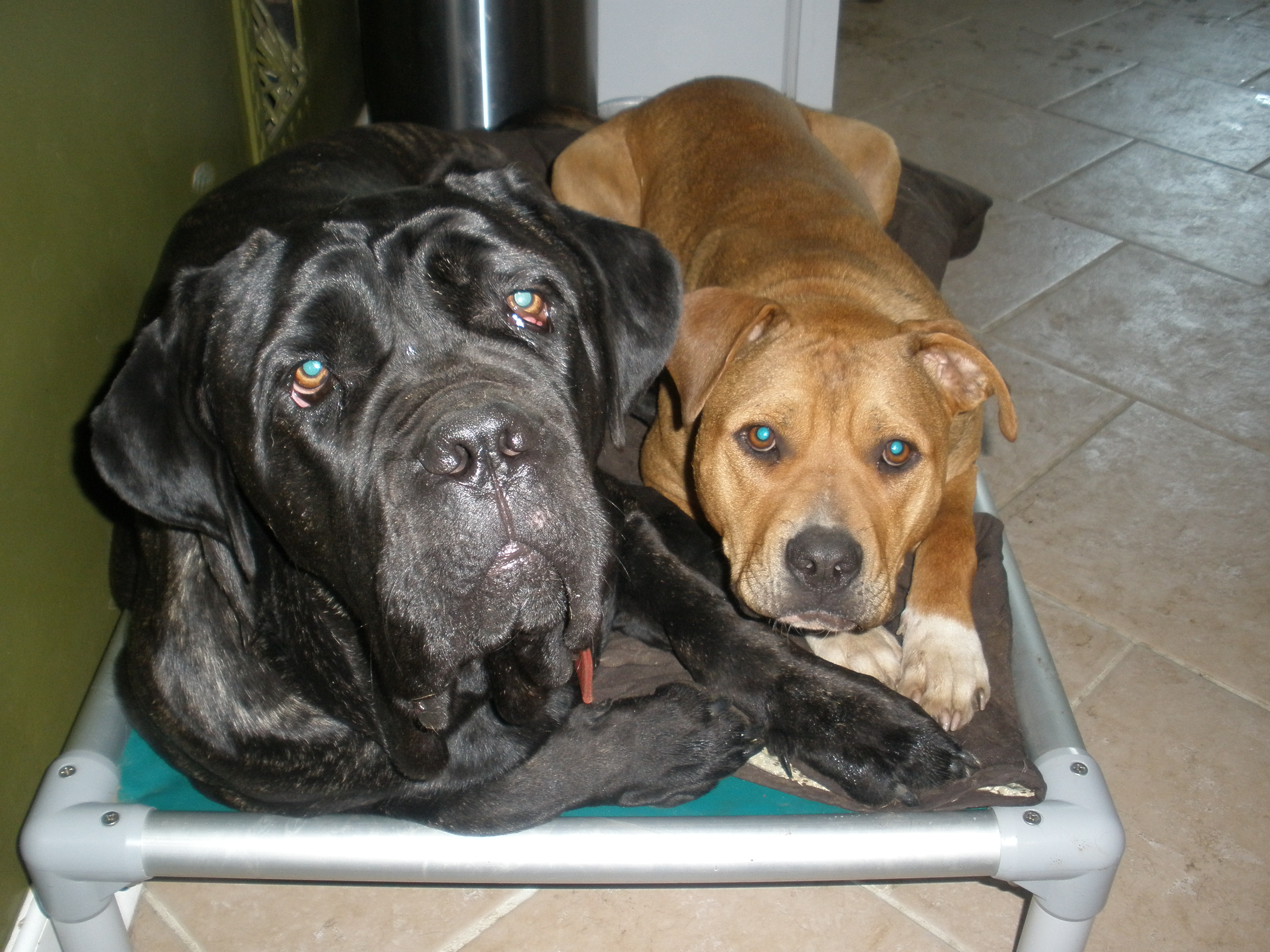 Bullmastiff Dog Beds Kuranda Dog Beds®