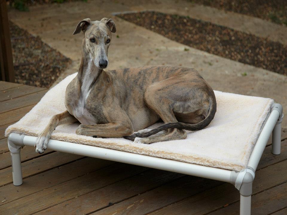 Greyhound Dog Beds Kuranda Dog Beds®