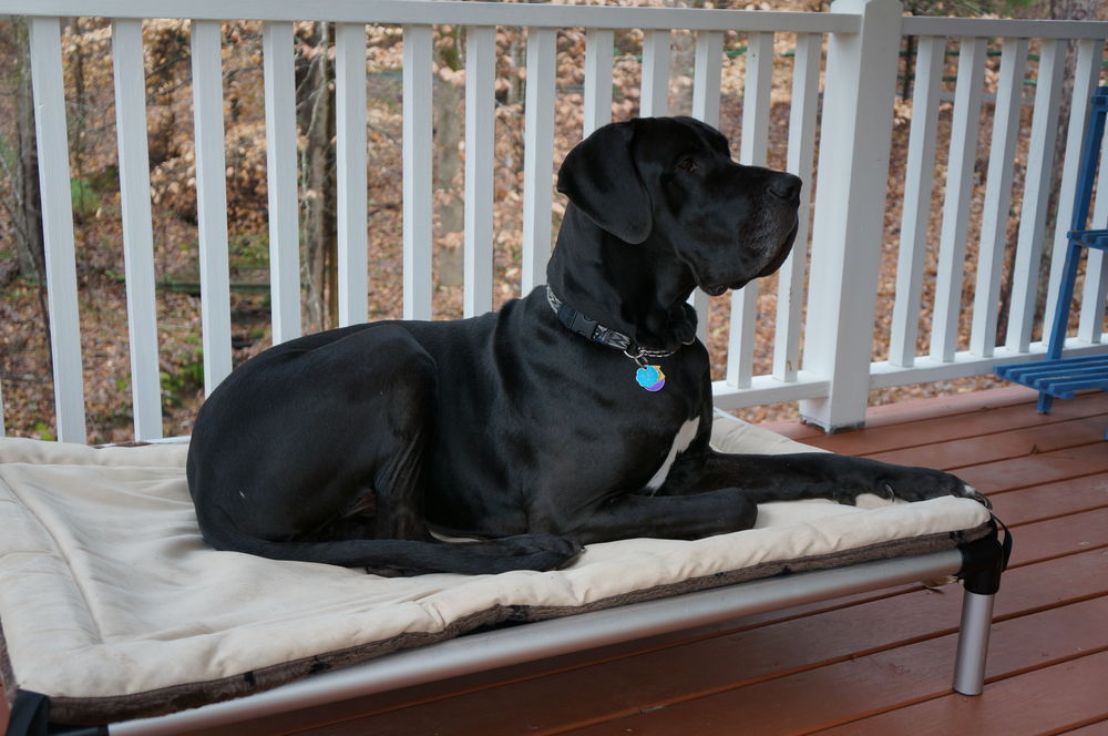 A handsome Great Dane poses on his Kuranda Dog Bed