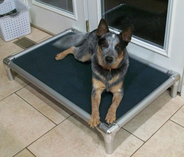 Australian Cattle Dog Dog Beds Kuranda Dog Beds®