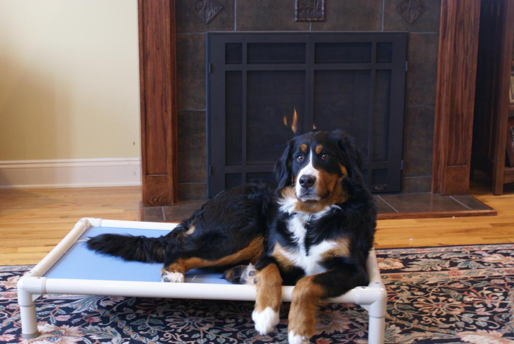 Bernese Mountain Dog Dog Beds Kuranda Dog Beds®