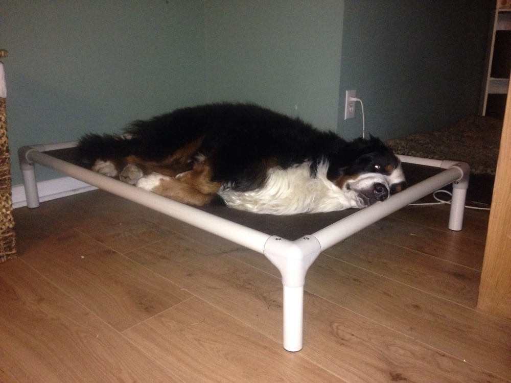 Bernese Mountain Dog Dog Beds Kuranda Dog Beds®