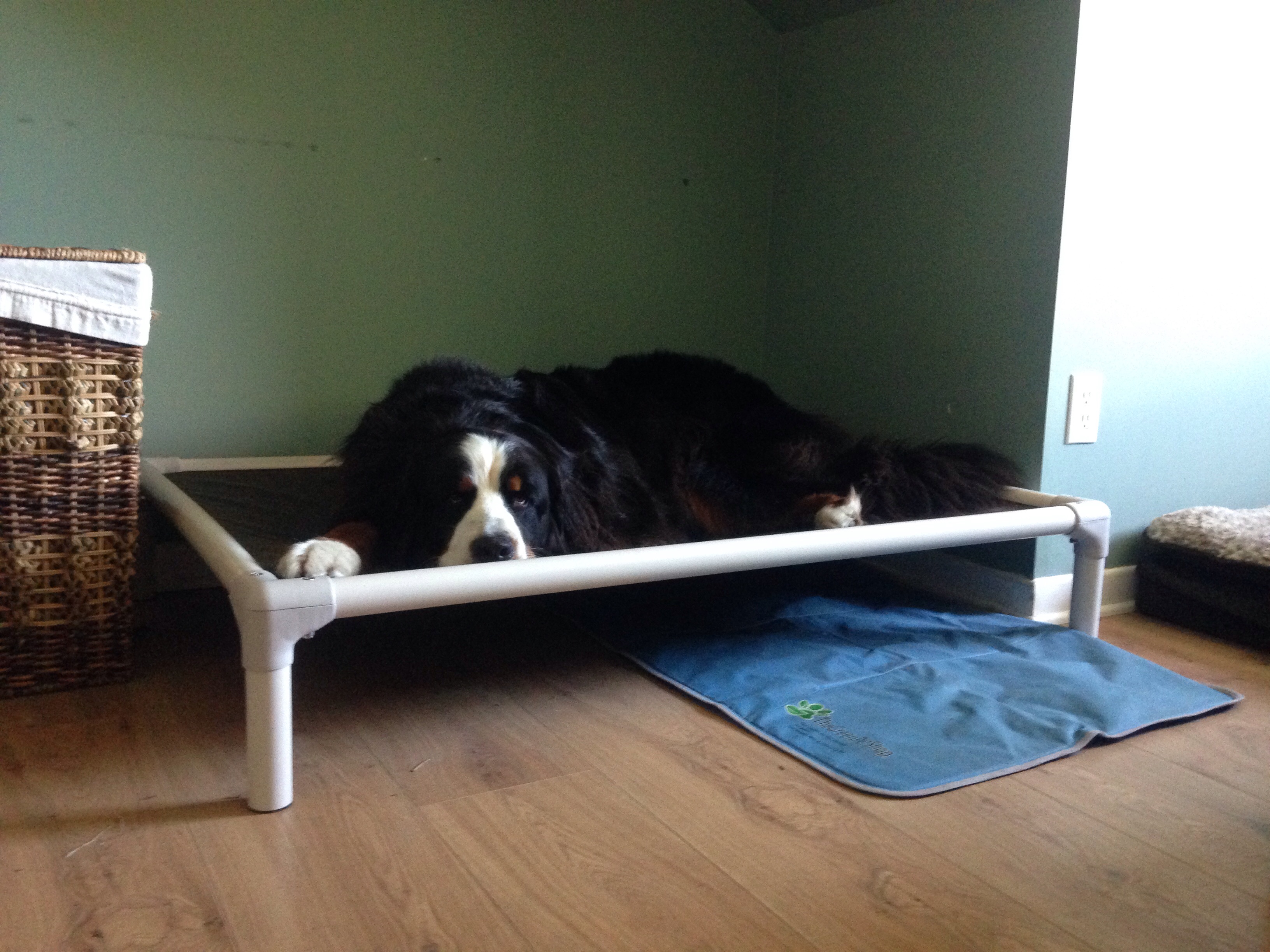 Bernese Mountain Dog Dog Beds Kuranda Dog Beds®