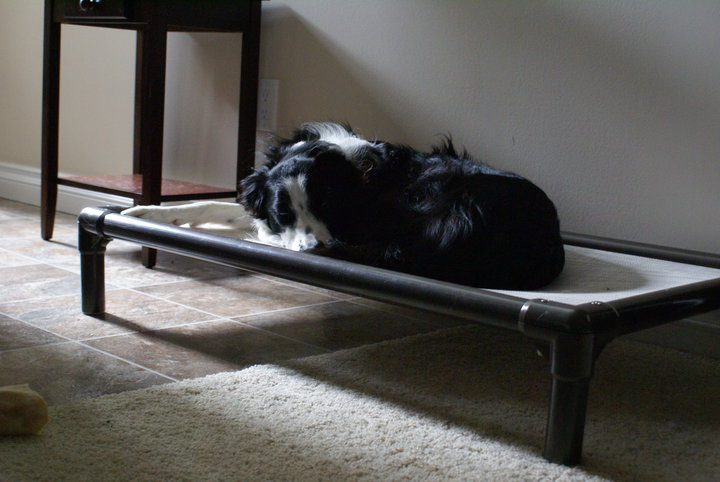 Border Collie Dog Beds Kuranda Dog Beds®