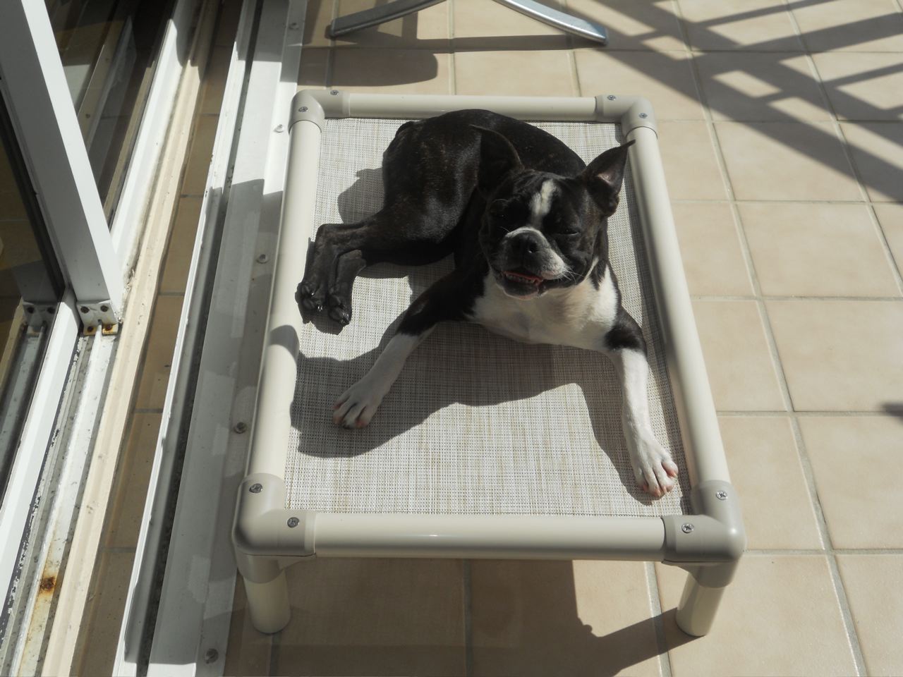 Boston Terrier Dog Beds Kuranda Dog Beds®