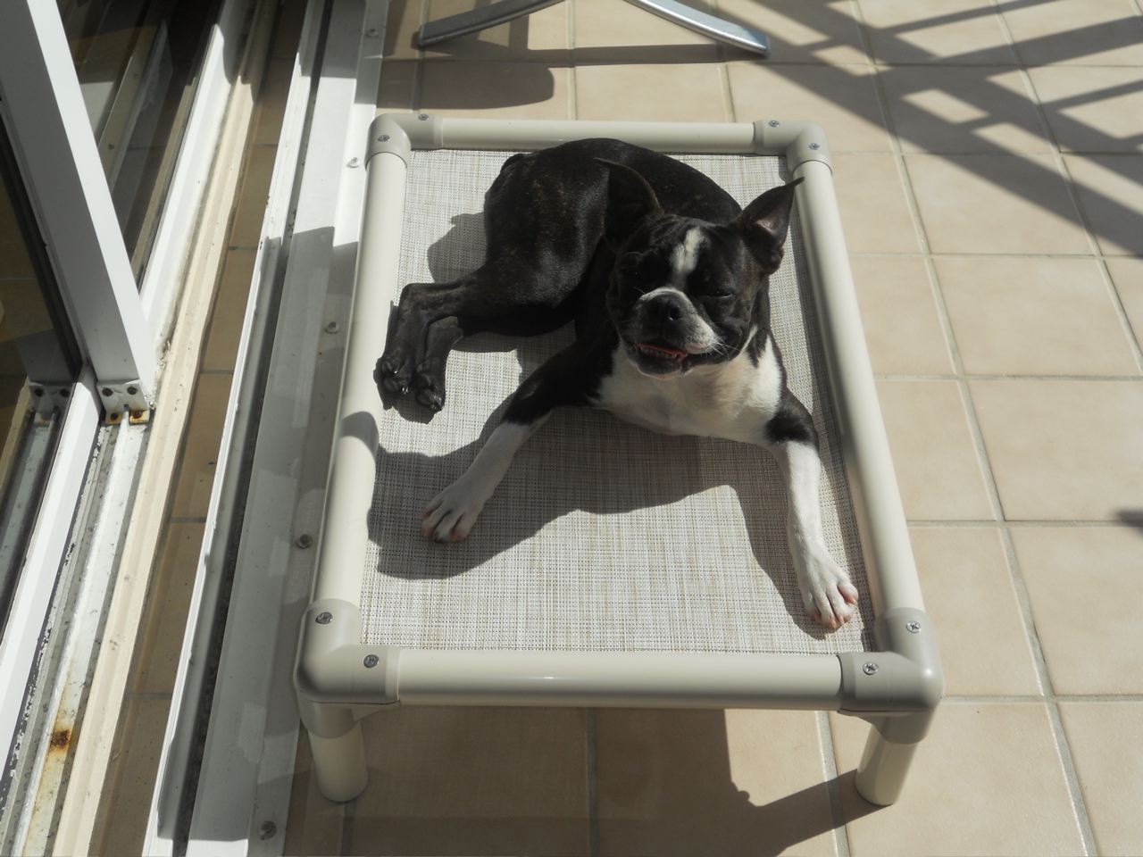 63+ What Size Crate Should A Boston Terrier Have Pic - Bleumoonproductions