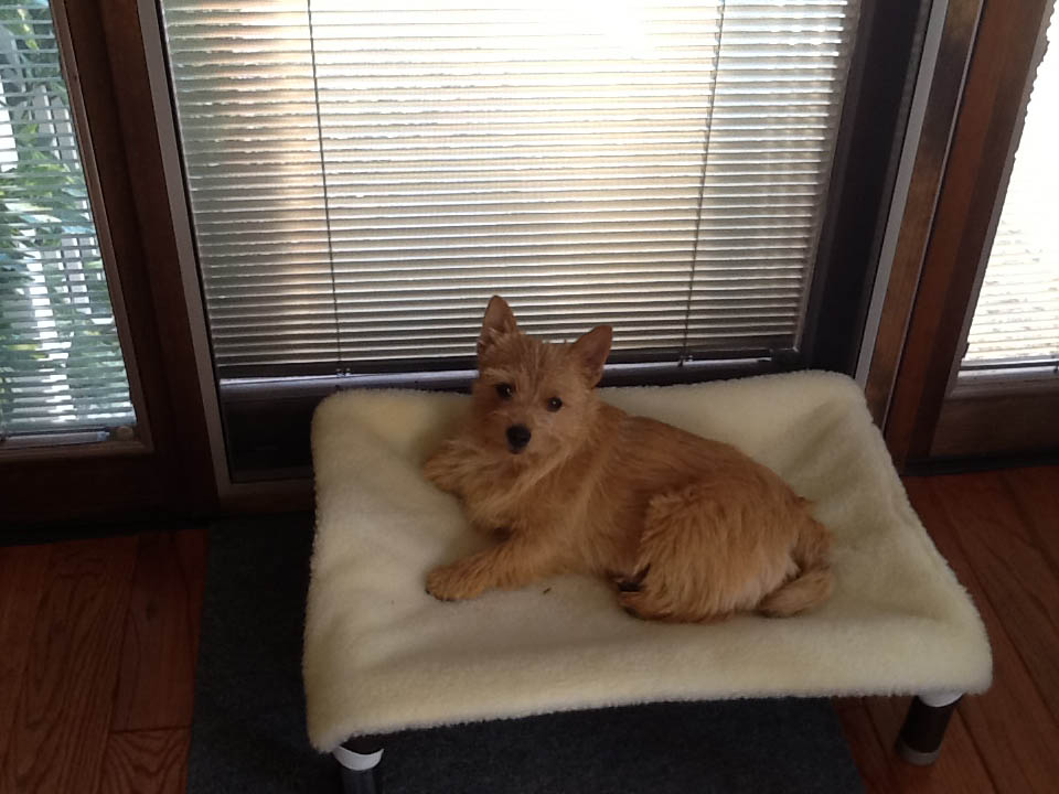 Cairn Terrier Dog Beds Kuranda Dog Beds®