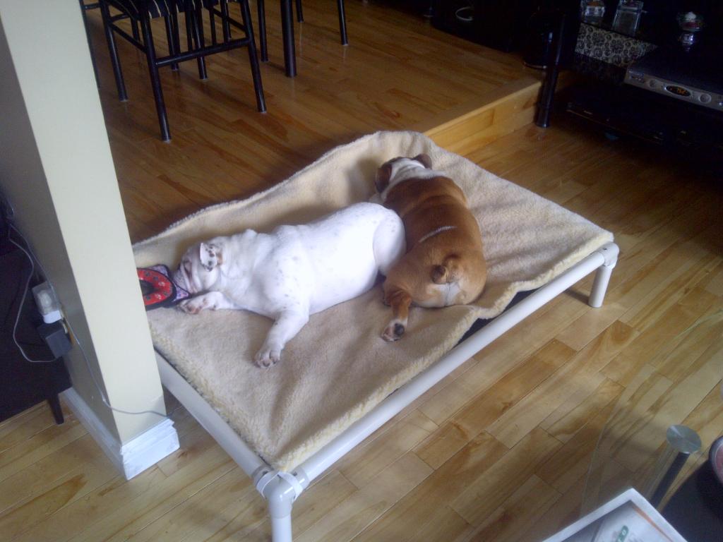 English Bulldog Dog Beds Kuranda Dog Beds®